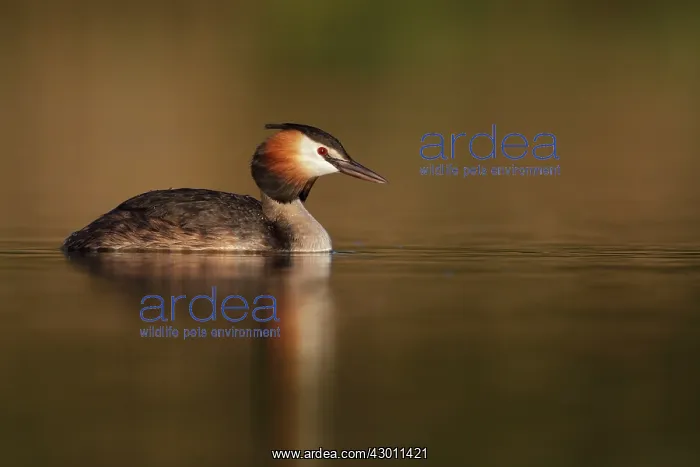  : Great-Crested Grebe summer plumage Cleveland, UK