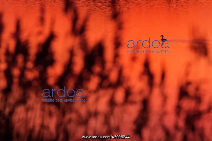 : Great Crested Grebe at sunset Antela Marsh, Galicia, Spain : Great Crested Grebe at sunset Antela Marsh, Galicia, Spain