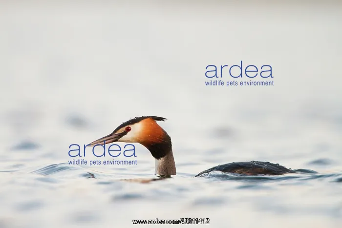 : Great-Crested Grebe swimming : Great-Crested Grebe swimming
