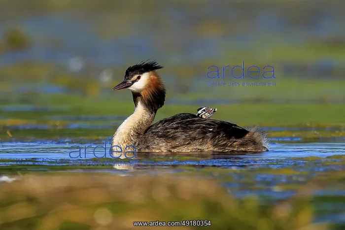 : A great crested grebe swimming on a lake surrounded by natural vegetation : A great crested grebe swimming on a lake surrounded by natural vegetation