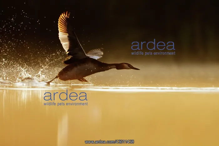 : Great-Crested Grebe taking flight at sunrise : Great-Crested Grebe taking flight at sunrise