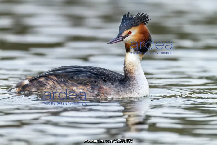 : Great Crested Grebe - UK : Great Crested Grebe - UK