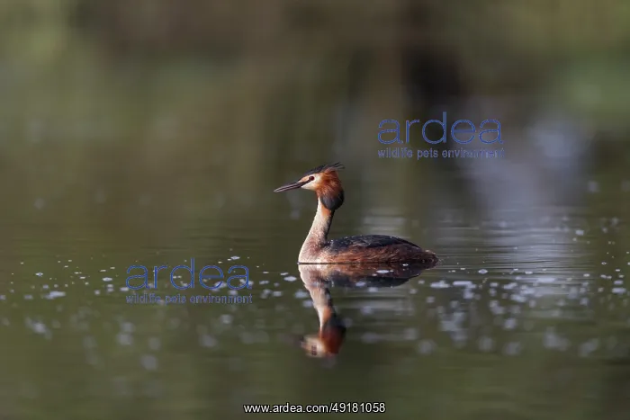  : Great Crested Grebe - on Water - UK