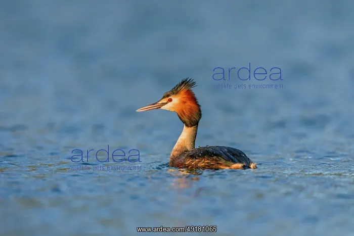  : Great Crested Grebe - on Water - UK