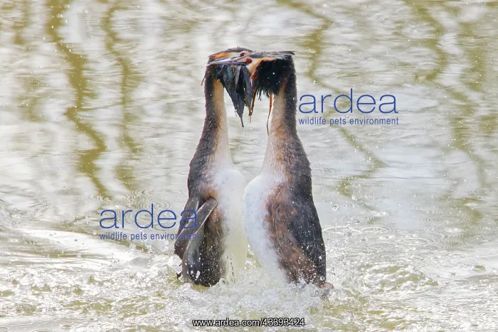 : Great Crested Grebe - Weed Dance courtship display : Great Crested Grebe - Weed Dance courtship display
