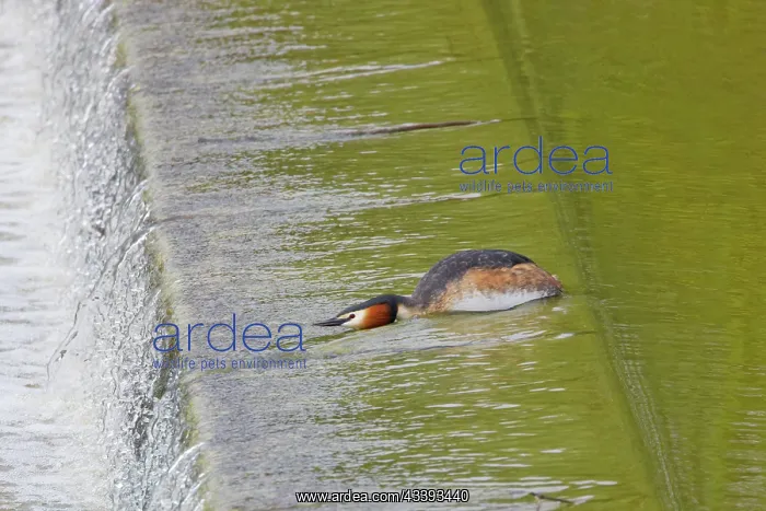 : Great Crested Grebe - on weir Podiceps cristatus : Great Crested Grebe - on weir Podiceps cristatus