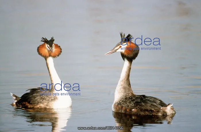 : GREAT CRESTED GREBE - x two, on water, facing : GREAT CRESTED GREBE - x two, on water, facing