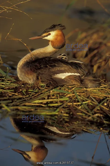 : Great Crested Grebe - with young on back : Great Crested Grebe - with young on back