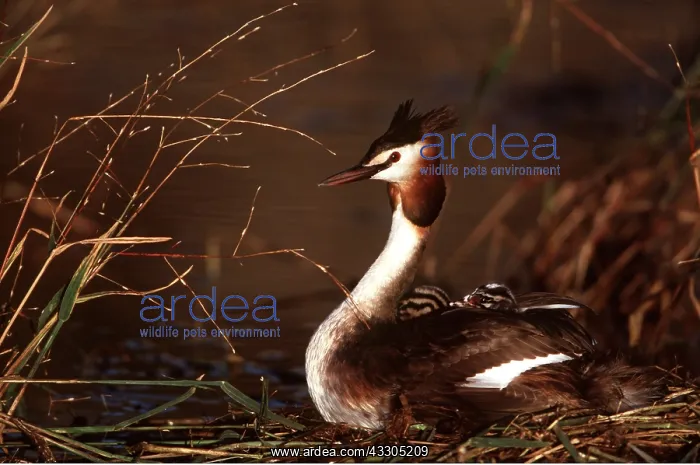 : Great Crested GREBE - with young : Great Crested GREBE - with young