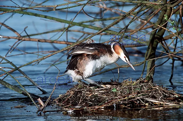 : GREAT CRESTED GREBE - with young at nest : GREAT CRESTED GREBE - with young at nest