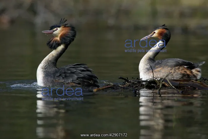 : Great Crested Grebes - Pair after copulating on : Great Crested Grebes - Pair after copulating on