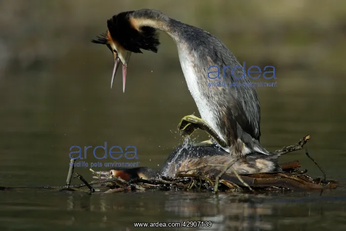 : Great Crested Grebes - Pair copulating on courtship : Great Crested Grebes - Pair copulating on courtship