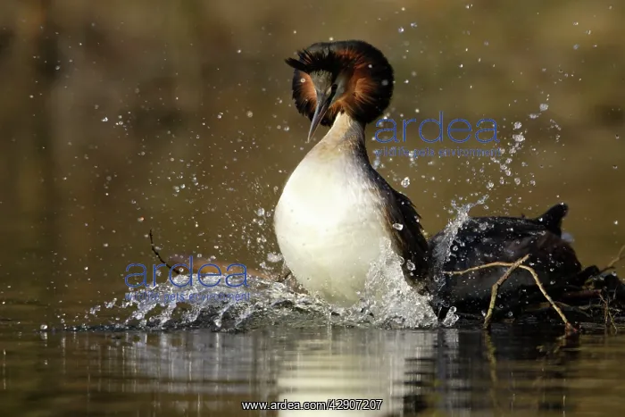 : Great Crested Grebes - Pair after copulation on : Great Crested Grebes - Pair after copulation on