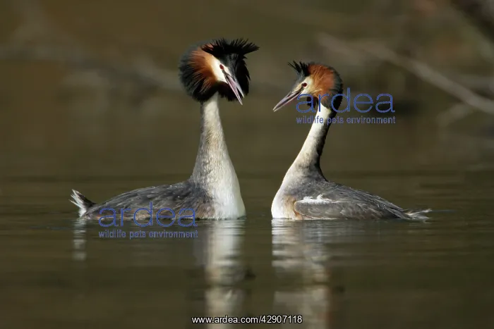 : Great Crested Grebes - Pair courtship displaying : Great Crested Grebes - Pair courtship displaying
