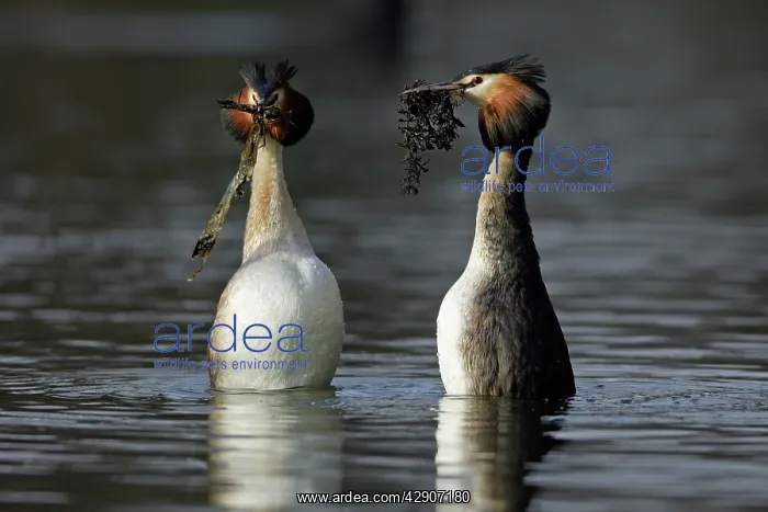 : Great Crested Grebes - Pair courtship displaying : Great Crested Grebes - Pair courtship displaying
