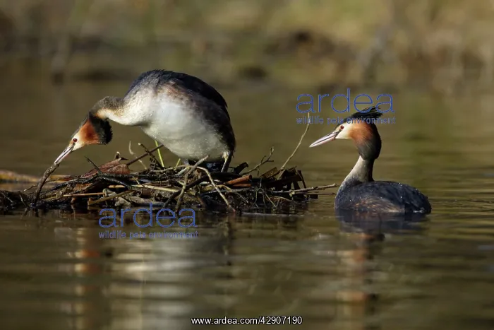 : Great Crested Grebes - Pair courtship displaying : Great Crested Grebes - Pair courtship displaying