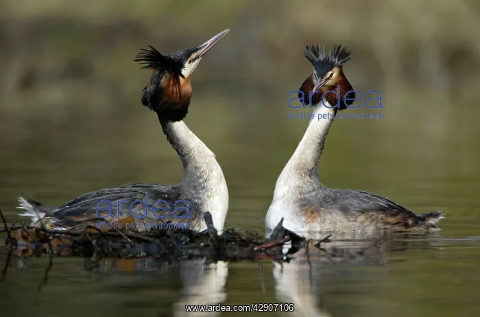 : Great Crested Grebes - Pair beside courtship platform : Great Crested Grebes - Pair beside courtship platform
