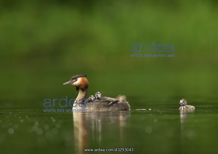 : Great Crested Grebes - parent and three chicks - : Great Crested Grebes - parent and three chicks -