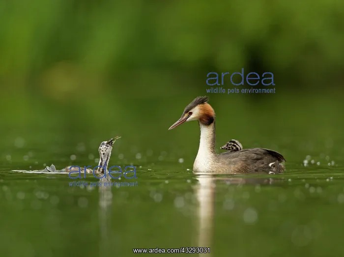 : Great Crested Grebes - parent and chicks - chick : Great Crested Grebes - parent and chicks - chick