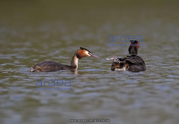 : Great Crested Grebes - parents and chick - chick : Great Crested Grebes - parents and chick - chick