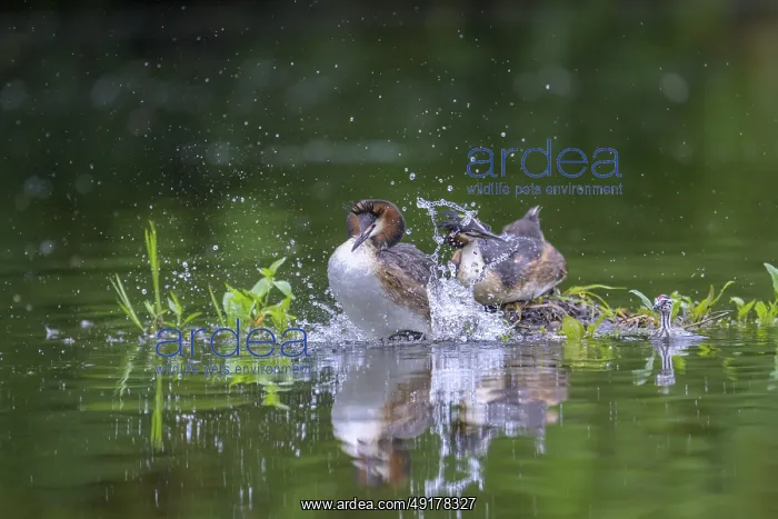 : Two great crested grebes (Podiceps Scalloped ribbonfish) copula : Two great crested grebes (Podiceps Scalloped ribbonfish) copula
