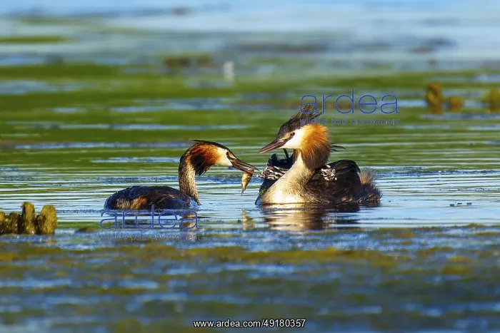 : Two great crested grebes on the water : Two great crested grebes on the water