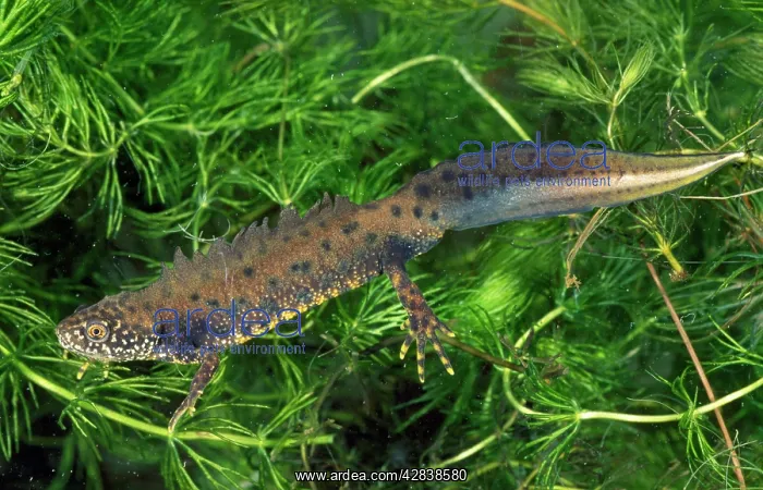: Great-crested Newt : Great-crested Newt