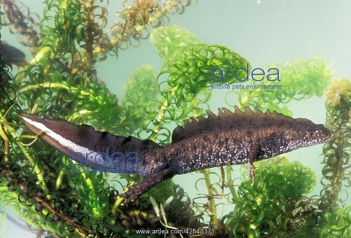 : Great-Crested NEWT : Great-Crested NEWT