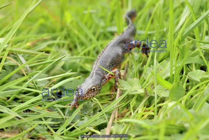 : Great Crested Newt : Great Crested Newt