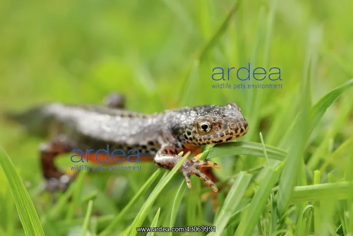 : Great Crested Newt : Great Crested Newt
