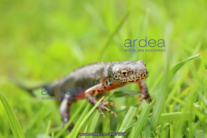 : Great Crested Newt : Great Crested Newt