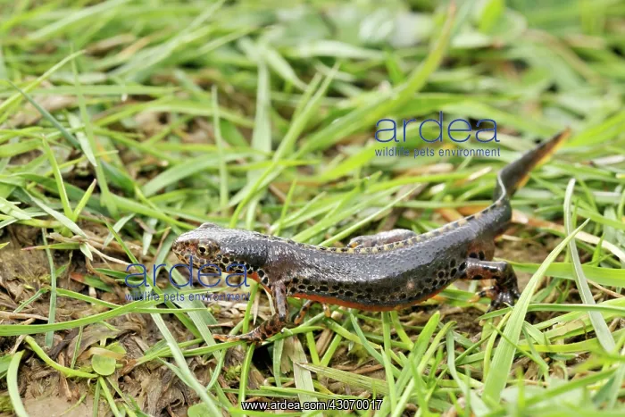 : Great Crested Newt : Great Crested Newt