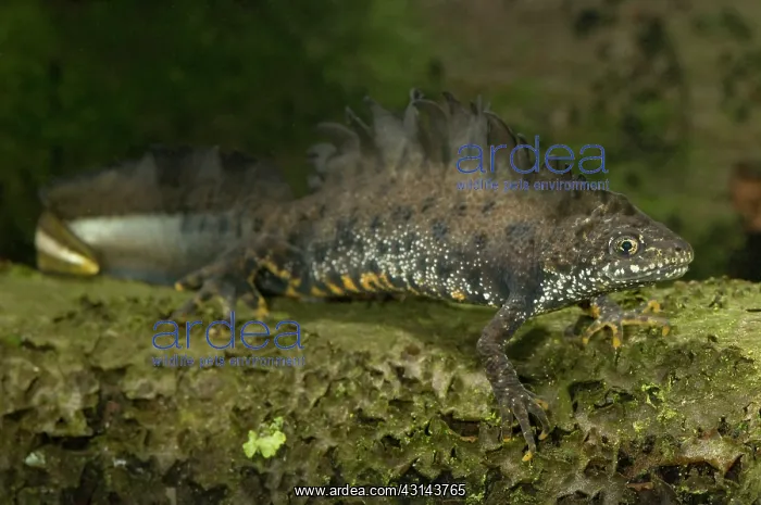 : Great Crested Newt : Great Crested Newt