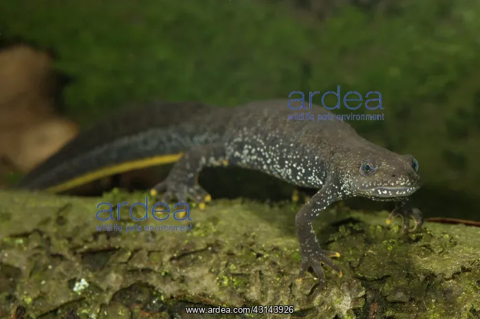 : Great Crested Newt : Great Crested Newt