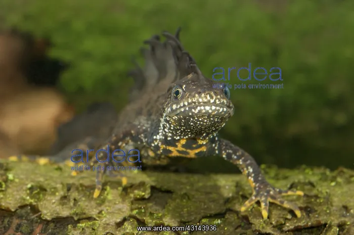 : Great Crested Newt : Great Crested Newt