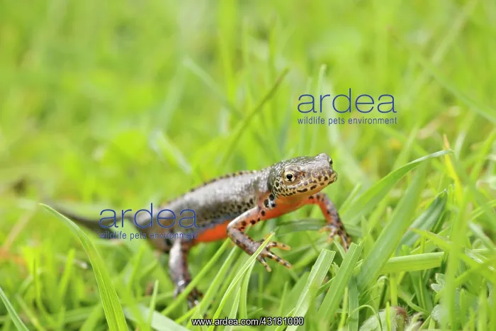 : Great Crested Newt : Great Crested Newt