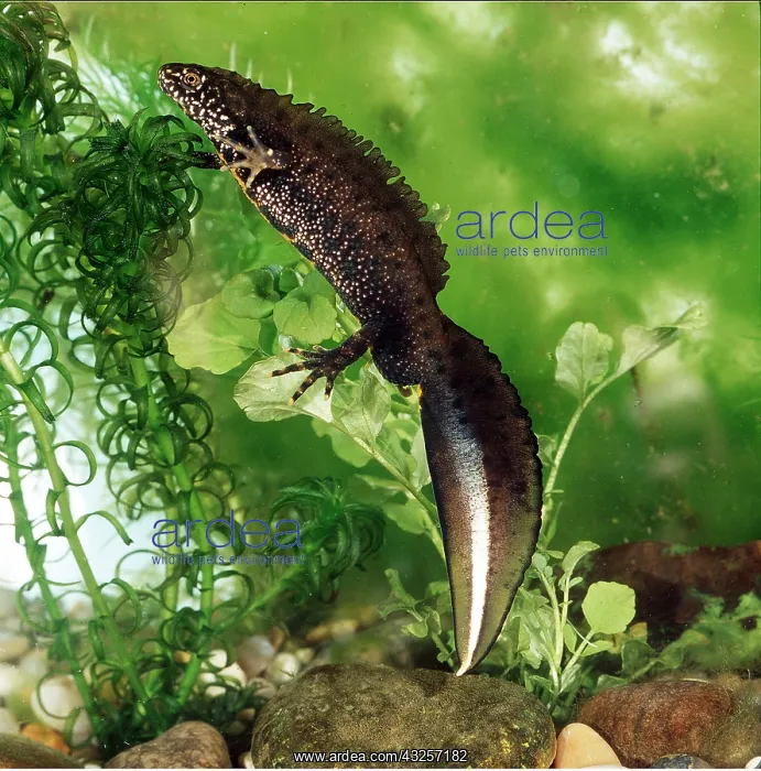  : Great-Crested Newt