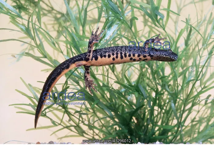 : Great-Crested Newt : Great-Crested Newt