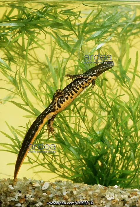 : Great-Crested Newt : Great-Crested Newt