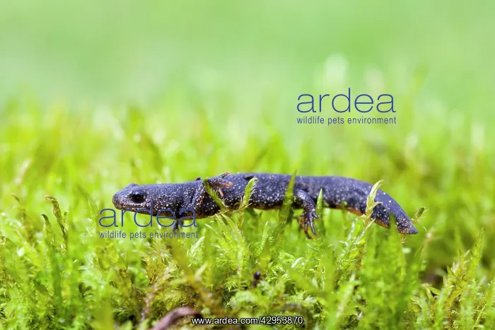 : Great Crested Newt - juvenile walking across moss : Great Crested Newt - juvenile walking across moss