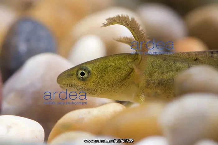: Great Crested Newt - Macro photo of head of eft or larva : Great Crested Newt - Macro photo of head of eft or larva