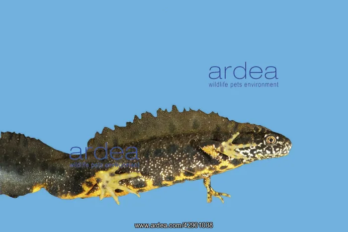 : Great-Crested Newt - male : Great-Crested Newt - male