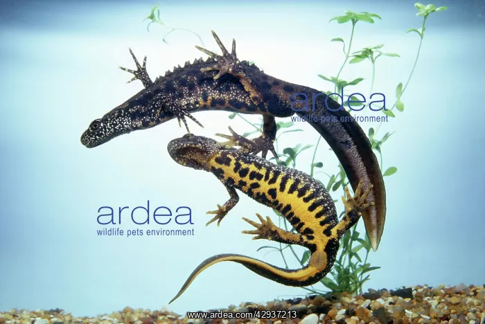 : Great-Crested Newt - male & female : Great-Crested Newt - male & female