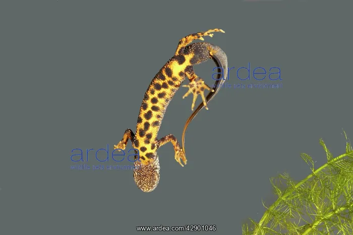 : Great-Crested Newt - male - underside : Great-Crested Newt - male - underside