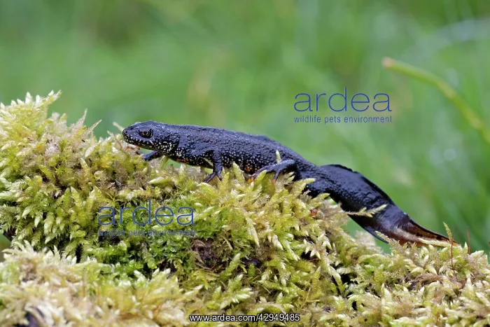 : Great Crested Newt - On moss covered log : Great Crested Newt - On moss covered log