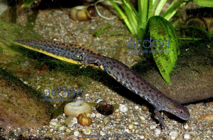 : Great Crested Newt - in non-breeding condition : Great Crested Newt - in non-breeding condition