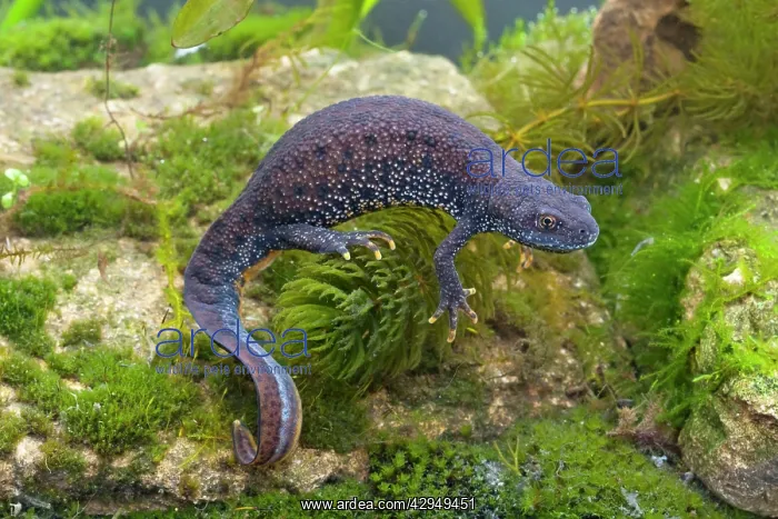 : Great Crested Newt - Single adult female photographed : Great Crested Newt - Single adult female photographed