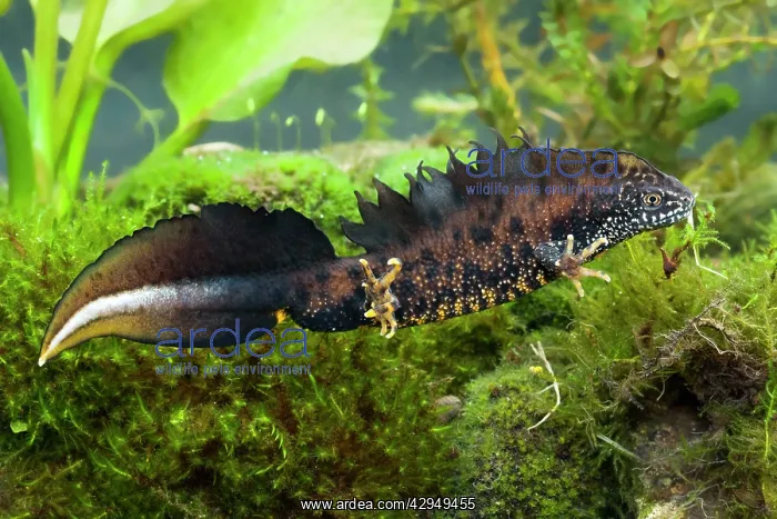 : Great Crested Newt - Single adult male photographed : Great Crested Newt - Single adult male photographed