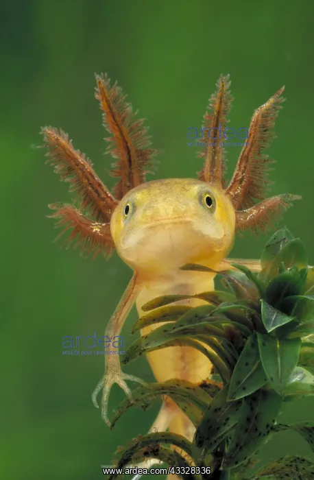 : Great Crested Newt (Triturus cristatus) larva p : Great Crested Newt (Triturus cristatus) larva p