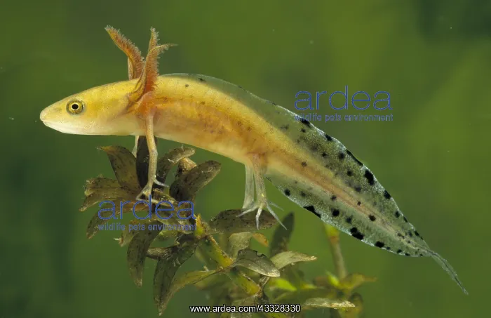 : Great Crested Newt (Triturus cristatus) larva s : Great Crested Newt (Triturus cristatus) larva s